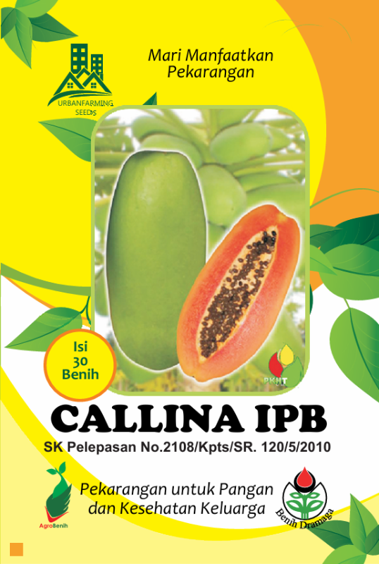 Pepaya Callina IPB