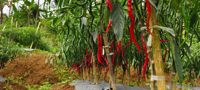 Cabai Keriting Neno Tavi IPB