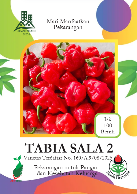 Cabai Super Pedas Tabia Sala 2 IPB