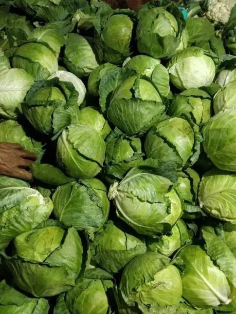 Cabbage