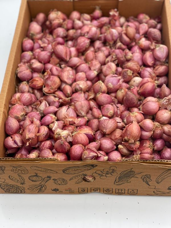 Shallots - red Onion Small
