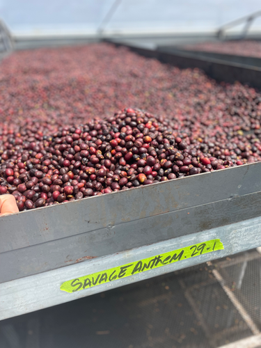 Panama - Savage Coffee - Anthem
