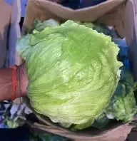 Lettuce