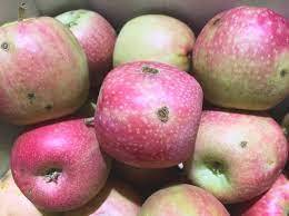 Apple (tiny defects)