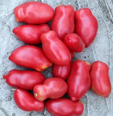 Tomato (odd shapes)