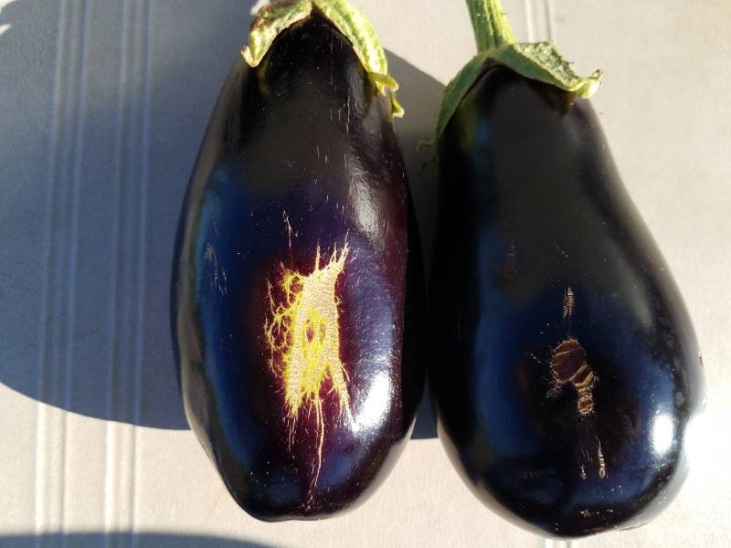 Eggplant (scarring)