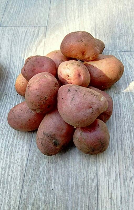 Картопля "Роко"