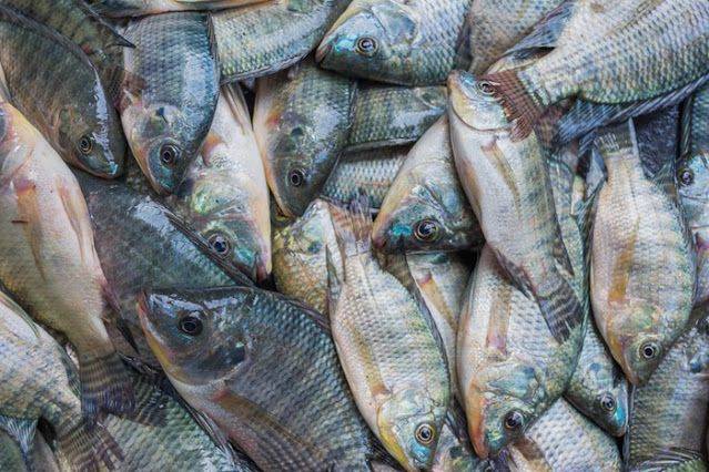 Ikan nila
