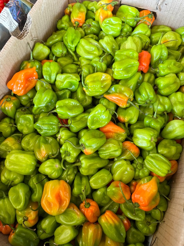 Habanero Verde