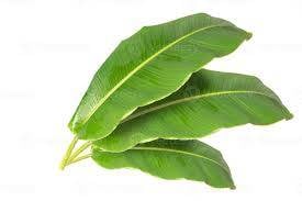 Hoja de Platano