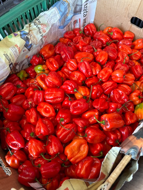 Habanero Rojo