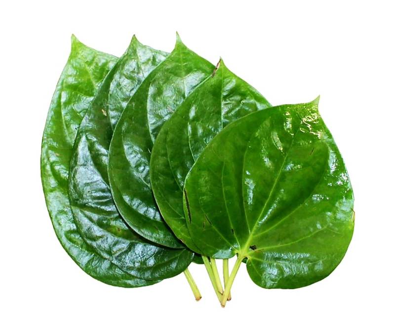 Betel / Pan Leaves