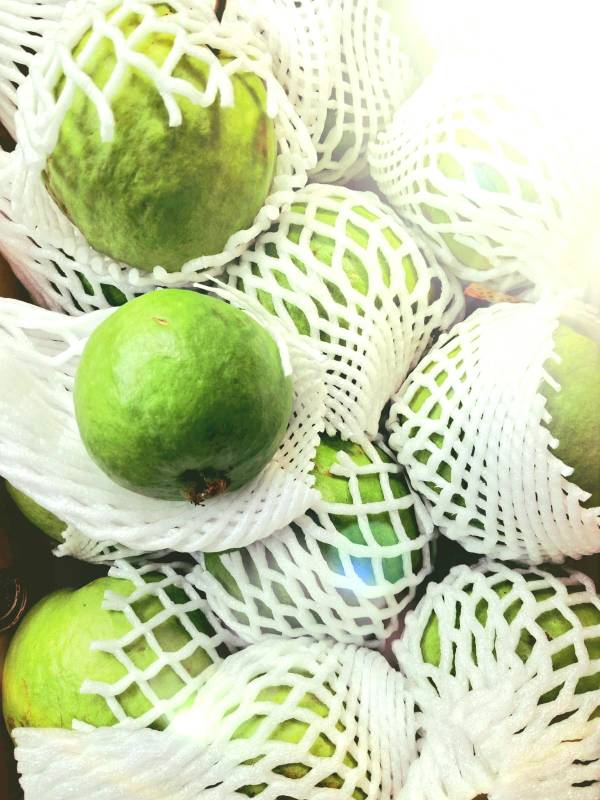 Indian Big Guava
