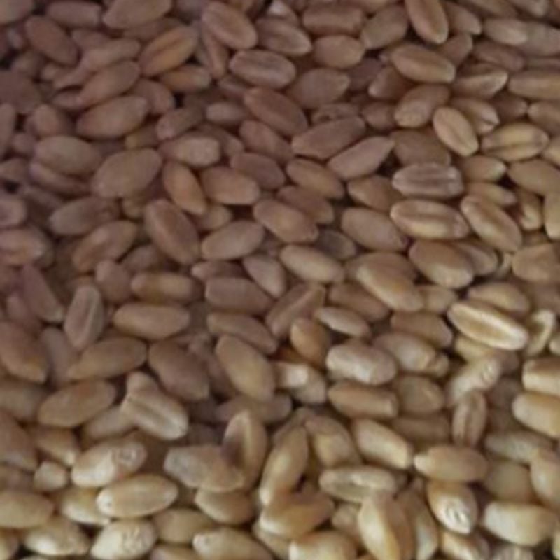 Whole Wheat