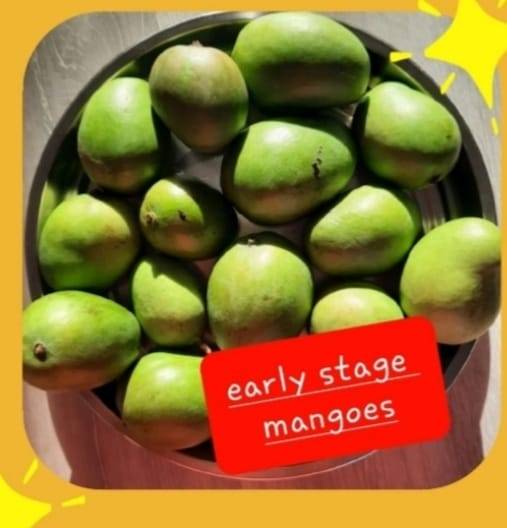 Raw Mangoes ( Early Stage Mangoes )