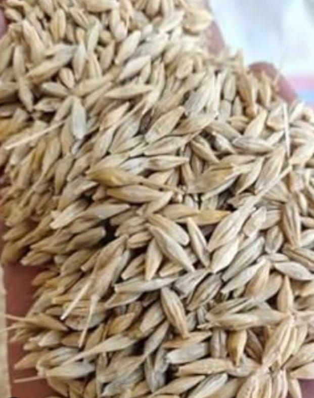 Whole Wheat With Husk