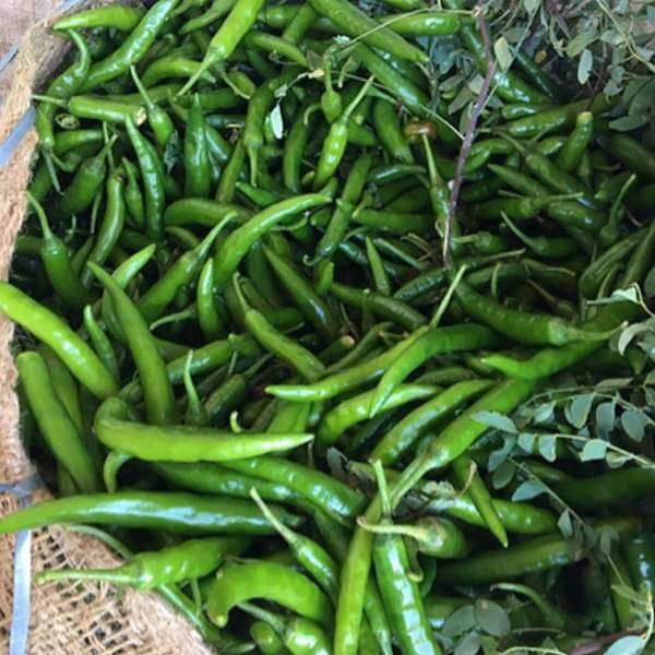Chilli G 4