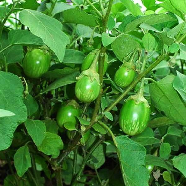 Brinjal F1 Hybrid Green OS 995