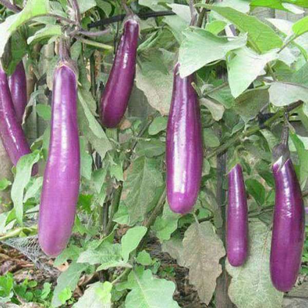 Brinjal Light Purple Long