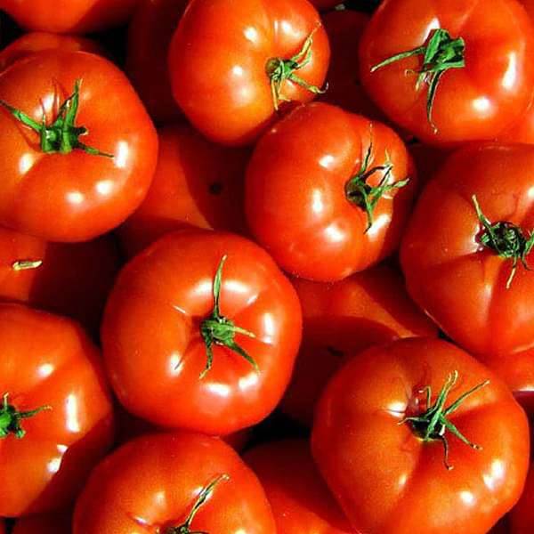 Tomato Marglobe