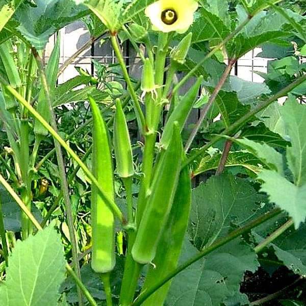 Lady Finger