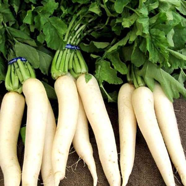 Radish Mullanki