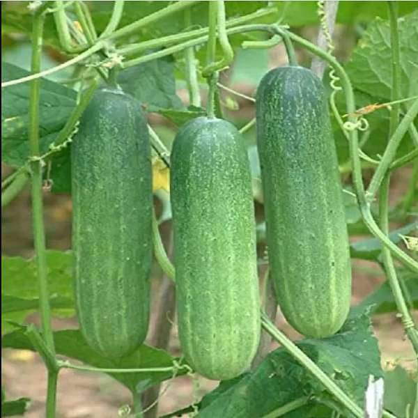 Cucumber Green