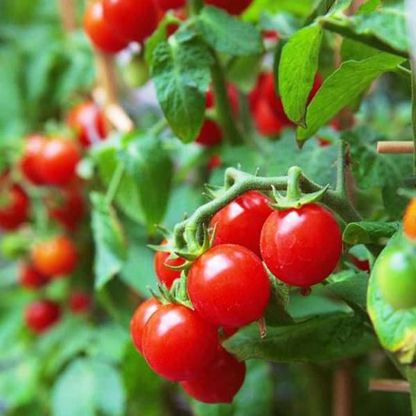 Tomato Cherry Red
