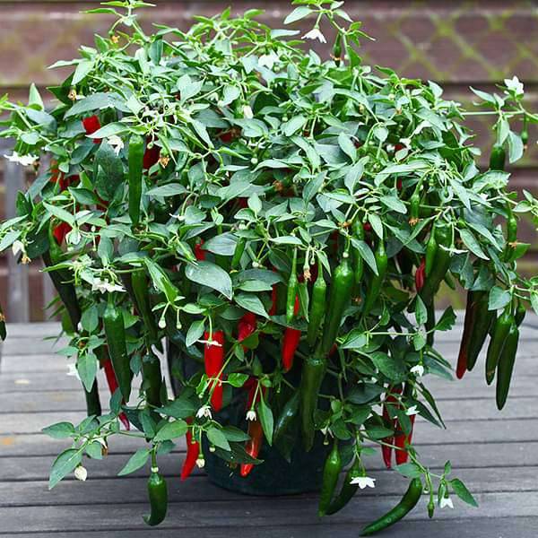 Chilli F1 Hybrid