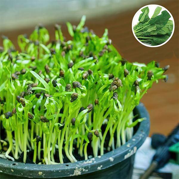 Spinach Microgreen Seeds