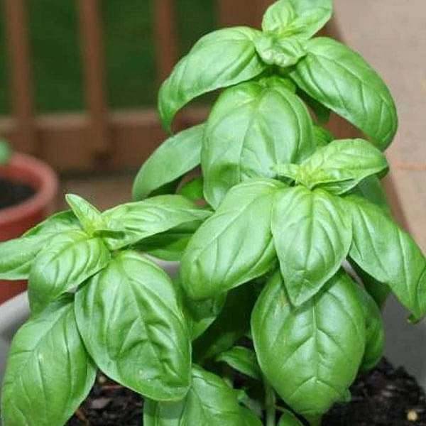 Basil Genovese Green