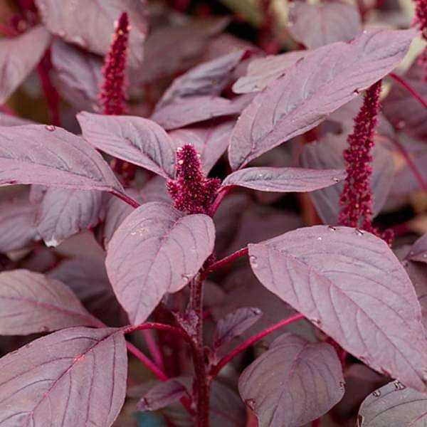 Cheera Red