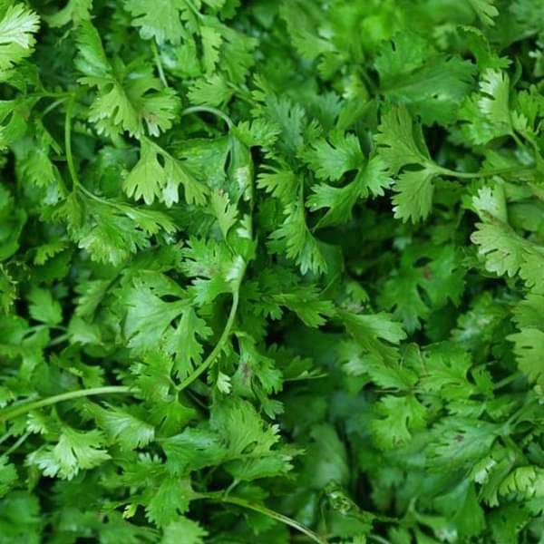 Coriander Shalimar Improved