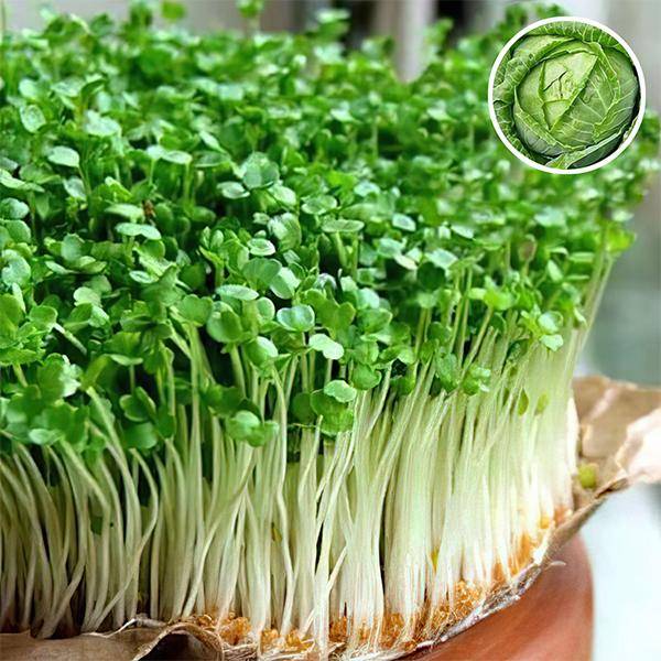 Cabbage Red Micro