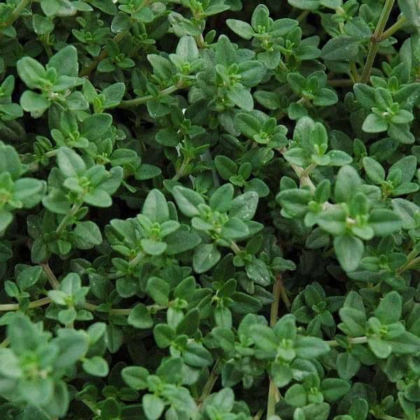 Thyme, Thymus vulgaris
