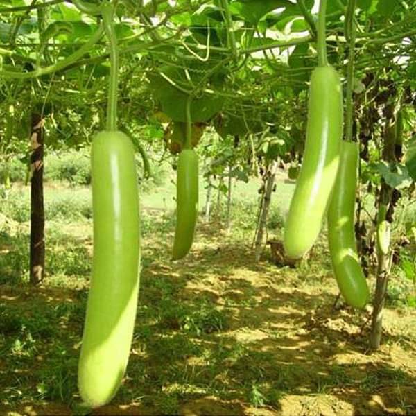 Bottle Gourd