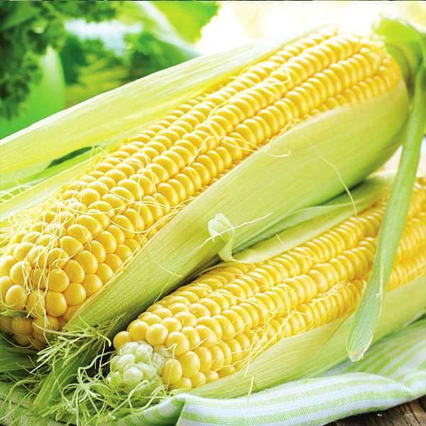 Sweet Corn F1 Hybrid