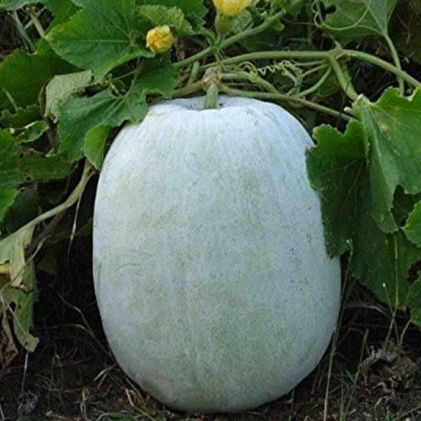 Ash Gourd