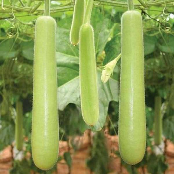 Bottle Gourd Extra Long