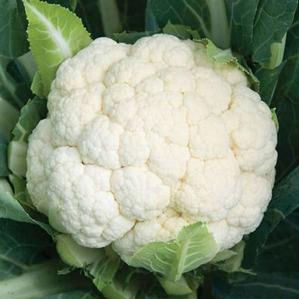 Cauliflower F1 Hybrid