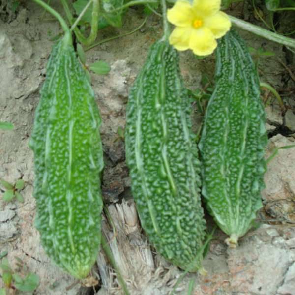 Bitter Gourd