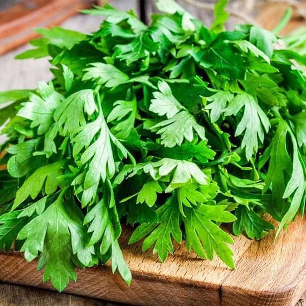 Coriander