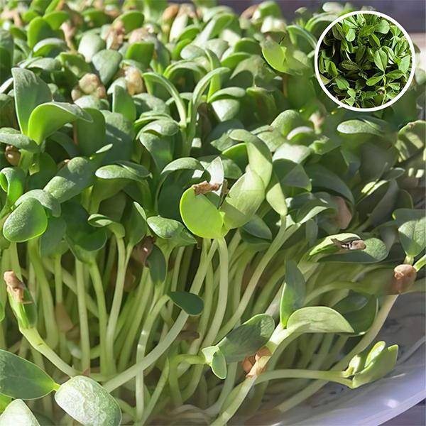Methi Shalimar