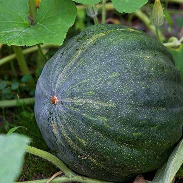 Pumpkin