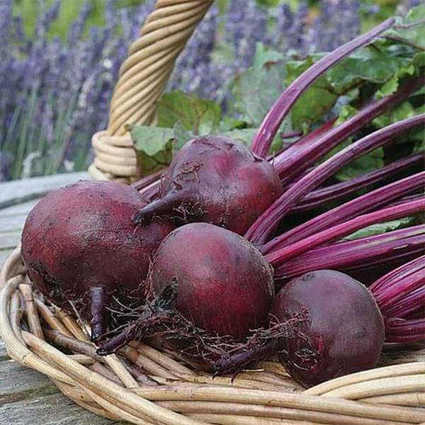 Beetroot F1 Hybrid