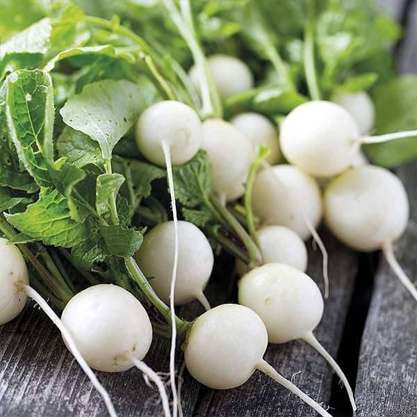 Radish White Round
