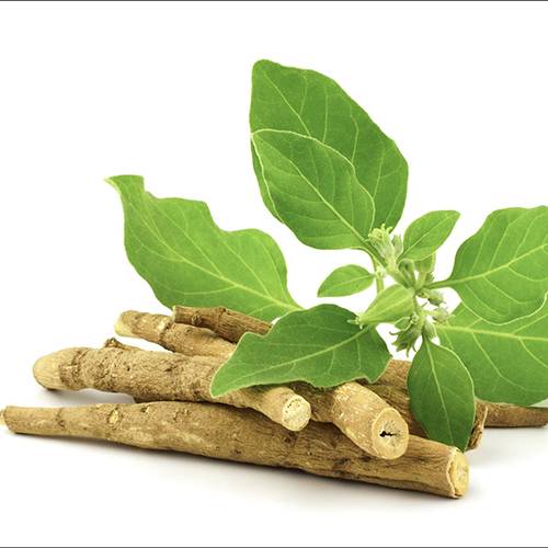 Jivan Organics Ashwagandha Roots