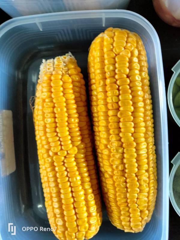 Jagung