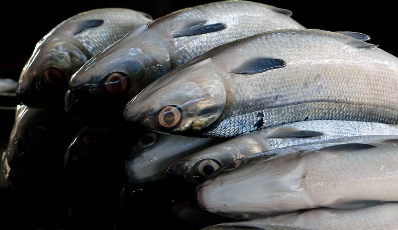Milk Fish
