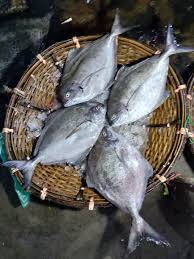 Black Pomfret